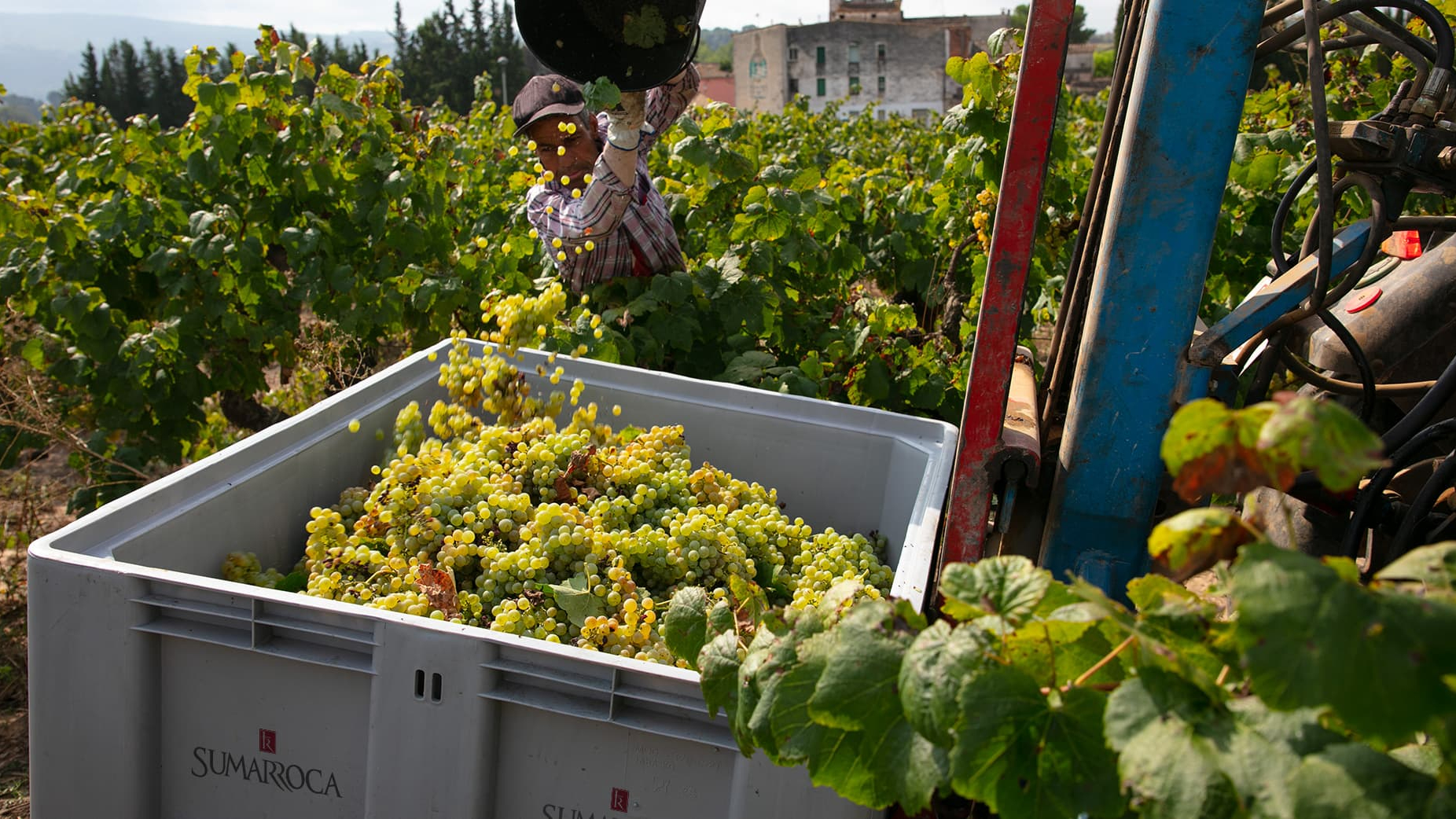 Operario de Sumarroca recolectando uvas frescas directamente de las cepas en la bodega